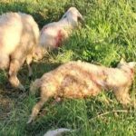 erzincanda sokak kopekleri 6 kuzuyu telef etti tNtPHC9n