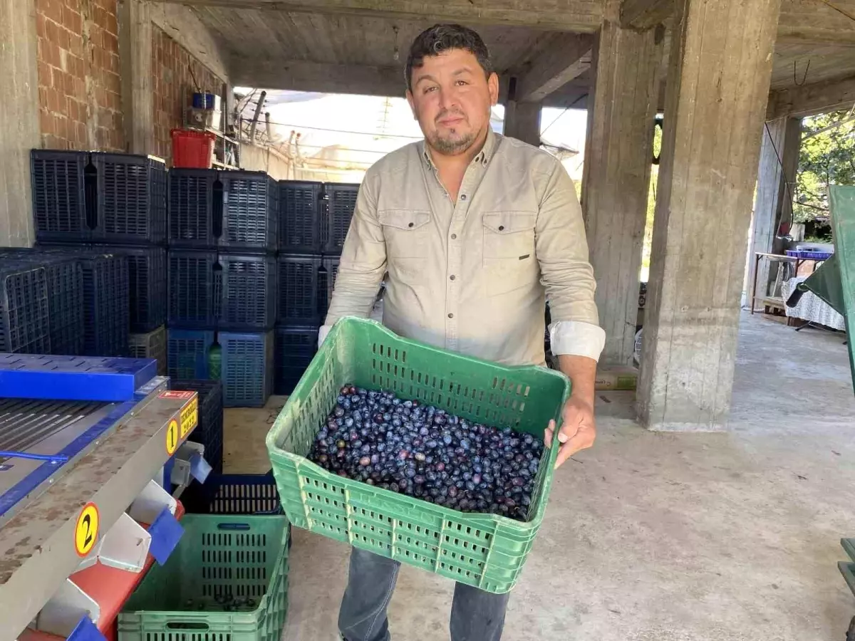 manisada 2025 zeytin hasadi basladi kalite ve fiyatlar ureticiyi sevindiriyor Tw6YLrvD.jpg