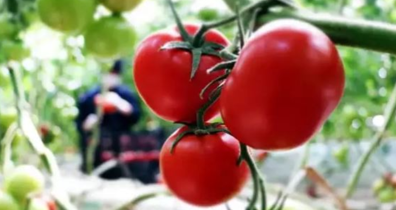 tarlada 6 lira olan domates sofrada 40 lira y7zhIkB8