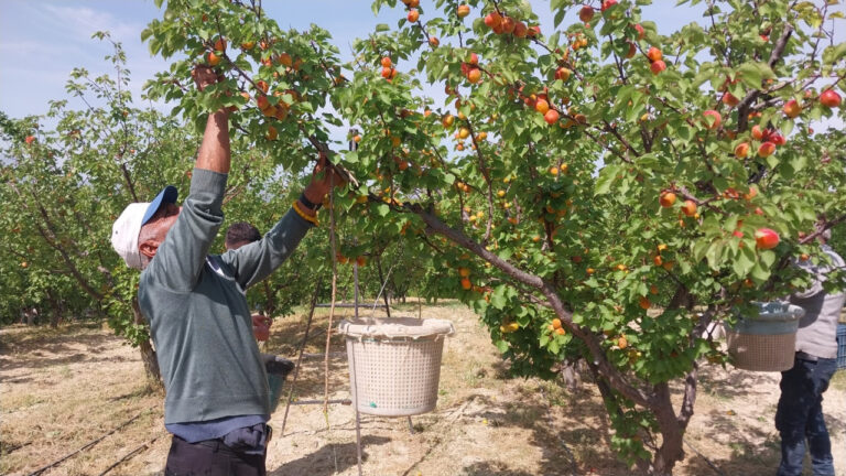 mersinde-kayisi-hasadi-basladi-300-bin-ton-hedef-ihracat-hedef-VdQvk4LI