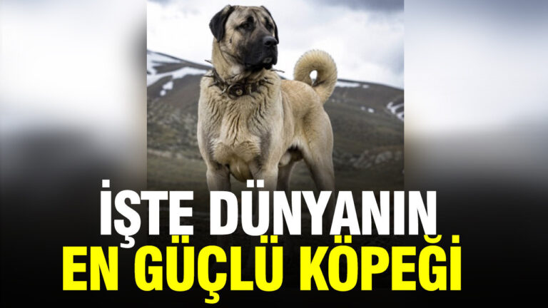 sivas-kangali-zirvede-AAW2V6Dk